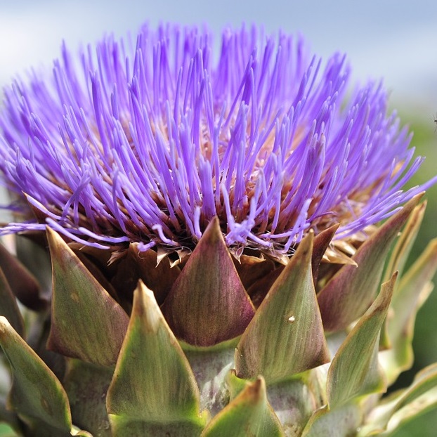 vegan artichoke salad recipe