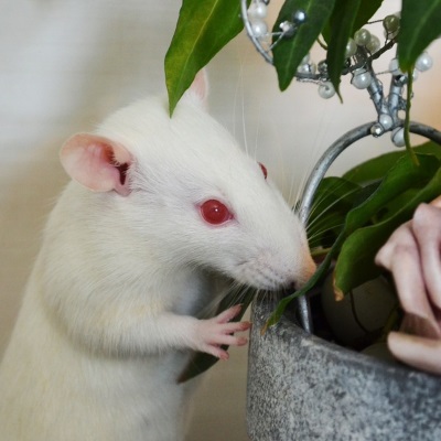 How To Keep Pet Rats 10 Tips From A Ratty Lover,Great Gatsby Gin Rickey