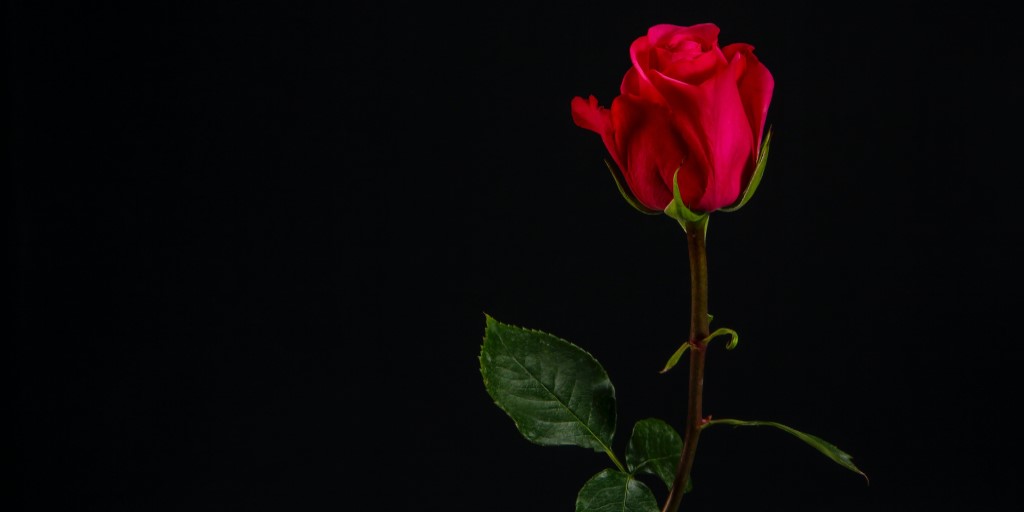 Poetry by Dr. Charley Barnes: The Rose | Sub rosa
